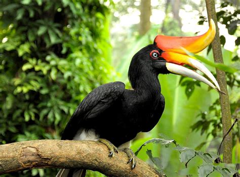 (sunda) wrinkled hornbill) ialah burung enggang yang sederhana saiznya, dan merupakan pembiak tempatan di malaysia dan indonesia. Royal Belum Perkampungan Hornbill