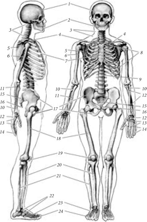 Строение и функции костной системы человека - Возрастная анатомия ...