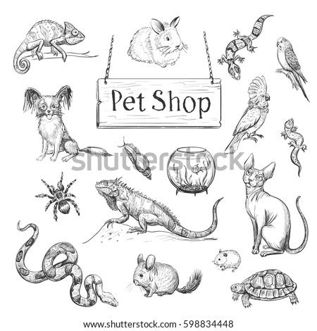 We did not find results for: Vector Collection Sketches Pets Hand Drawings Stock Vector 598834448 - Shutterstock