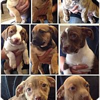 Here's a look at some pet adoption groups near san diego. San Diego, CA - Dachshund. Meet PUPPIES!! a Pet for Adoption.