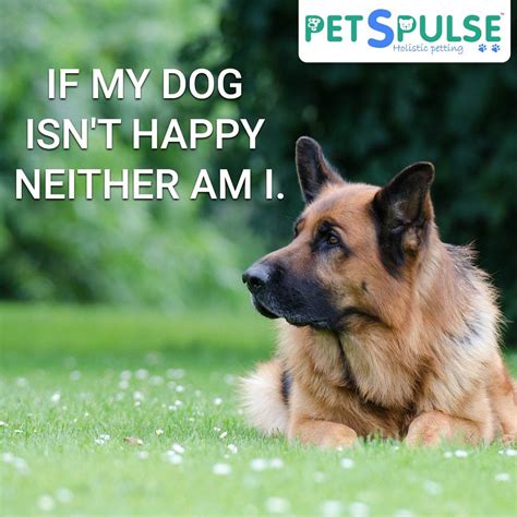 Finden sie dog food auf gigagünstig, die website, um preise zu vergleichen! Pets Pulse on Twitter | Best dog food, German shepherd ...