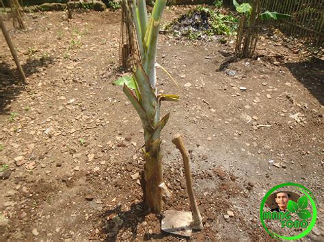 Berikut cara menanam atau budidaya pisang cavendish pada lahan tanam yang akan digunakan untuk menanam pisang cavendish, buatlah saluran air di sekitar saluran air. Cara menanam pisang supaya tumbuh subur dan cepat berbuah