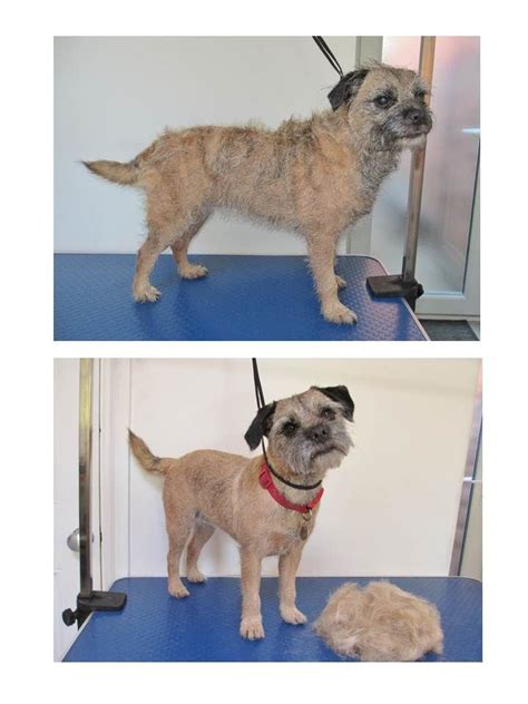 Symptoms may include loss of hair and muscle tone, dogs tend to gain weight gain and become lethargy. Lucy the border terrier shedding half her body weight in ...