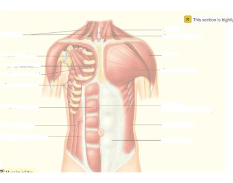 Maybe you would like to learn more about one of these? Muscles of the anterior chest and abdominal wall Quiz