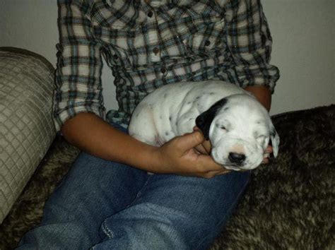 Creating one brand for all our responsible breeders allows us to provide the assortment of breeds of. family raised pure bred dalmatian puppies for Sale in ...