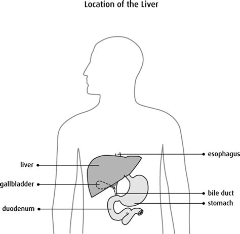 Human liver location diagram (page 1) diagram red liver diagram full version hd quality liver diagram anatomy of the liver anatomy diagram book the liver labeled diagram stock vector illustration of. Liver problems - Canadian Cancer Society