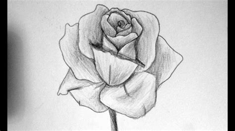 Foto margherita disegno immagini e vettoriali. 1001 + Idee per Come disegnare una rosa con tutorial (con ...