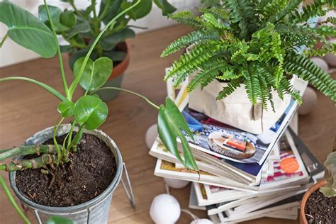 Growing cannabis can be a fun and enjoyable experience if you know what youâ€™re doing. 29 Gardening Hacks and Tips Anyone Can Use | Apartment Therapy