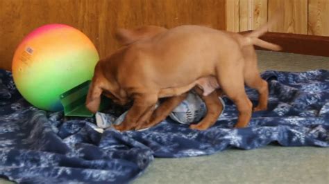 Send email to long lane farm vizsla click here to visit long lane farm vizsla website. Vizsla Puppies For Sale - YouTube