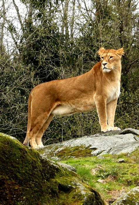 Visit borås zoo, situated within walking distans from the campsite. Ordning på torpet: Borås djurpark (med dinosaurie park)