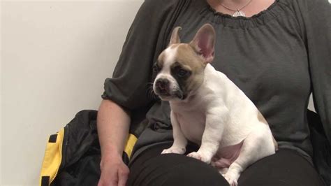 Cleft palates in french bulldogs is a genetic disorder that is commonly seen in brachycephalic breeds. Lentil the French Bulldog with a Cleft Palate Visits Penn ...
