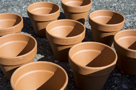 Gesät werden etwa drei kürbissamen pro blumentopf. Pflanzen vorziehen im April I Neues aus Rikes Küchengärten