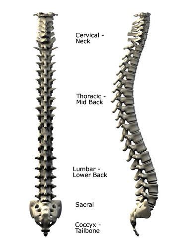 Cut out the missing bones, and then take a look at mr. Pin em Medical Information