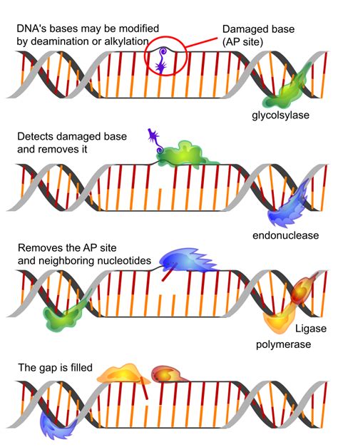 Any type of dna mutation is a permanent change in the genetic material. Mutation and DNA repair | Brilliant Math & Science Wiki