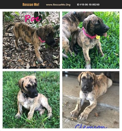 North carolina view/post great dane dogs for adoption in north carolina on rescue me! ADOPT 19061000240 ~ Great Dane Rescue ~ Sarasota, FL