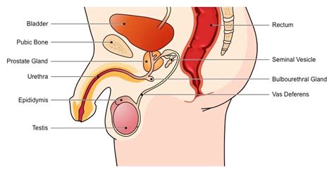 The epididymis is a long, coiled tube that rests on the backside of each testicle. Male Reproductive System | BioNinja