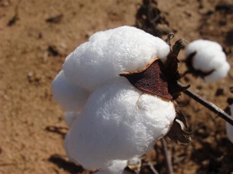 Cotton, mature, Cherokee County | This is a mature cotton bo… | Flickr