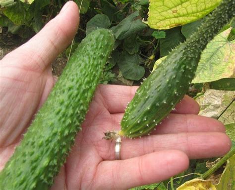 We did not find results for: When to Pick Cucumbers (and How to Do it Correctly ...