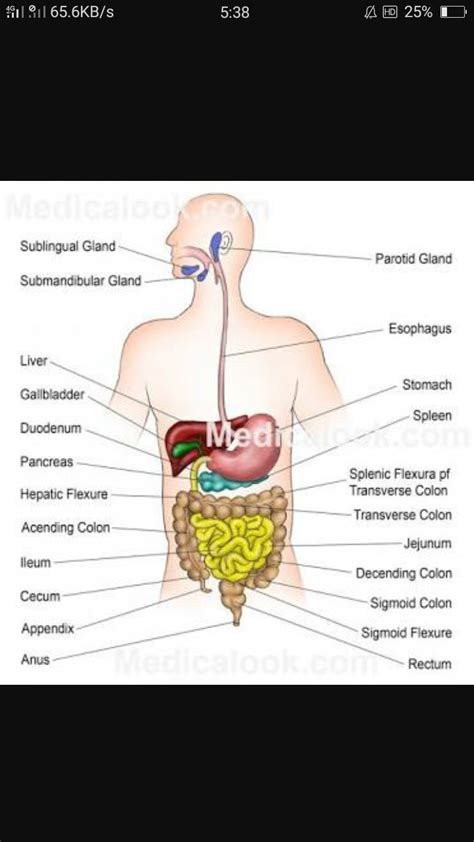 You can edit any of drawings via our online image editor before downloading. draw the well labelled diagram of human digestive system ...