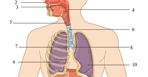 Oksigen untuk pernapasan diperoleh dari udara di lingkungan sekitar. Lembar Kerja Siswa (LKS) Sistem Pernafasan