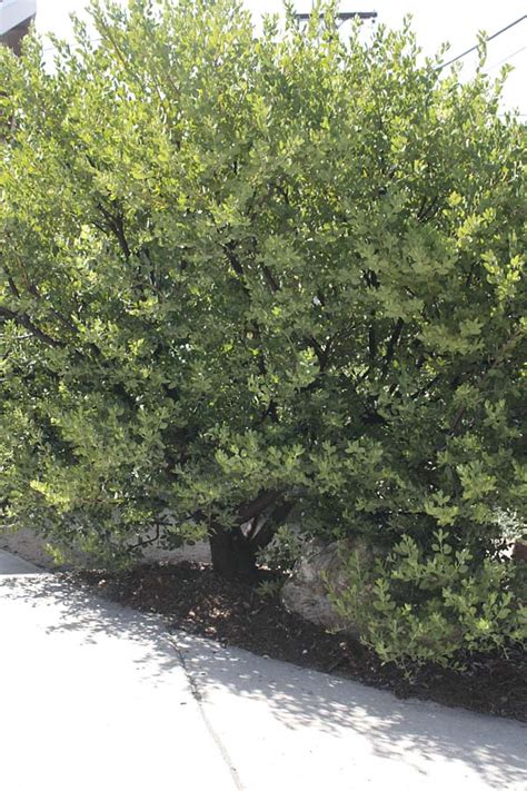 Arctostaphylos manzanita 'austin griffiths' | california flora nursery. garden tours |  Lost in the Landscape 