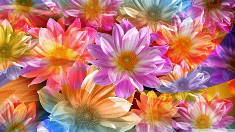 Jun 11, 2019 · 4. Rainbow Flower Wallpaper (55+ pictures)