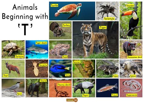 5.8.store desserts in appropriate environmental conditions. Animals that start with T