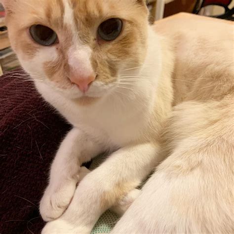 We offer the best free games and add 10 new games mary needs you to help her clean up her sweet little kitten use the tools available to clean the dirty. My sweet, clingy cat. . . . . . . . . . . . . . . #cat # ...