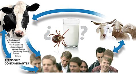 Q fever or query fever is a disease caused by infection with coxiella burnetii, a bacterium that affects humans and other animals. La fiebre Q - Revista Mètode