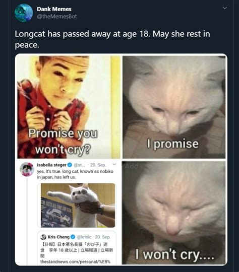 Ada kucing anggora, kucing persia, kucing hutan, dan masih banyak lagi. Meme Mengharukan Kenang Kucing Longcat