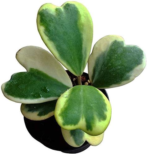 Check spelling or type a new query. Amazon.com: hoya plants for sale: Patio, Lawn & Garden ...