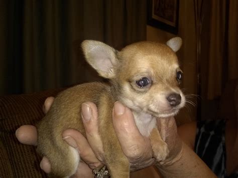 Vizslas hunted with the magyar nomads of hungary over a thousand years ago. Chihuahua Puppies For Sale | Freeland, PA #308574