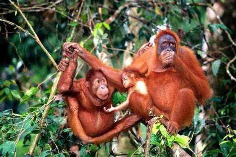 Saya mengambil peluang untuk melihat sendiri dari jarak depat bagaimana rupa, cara hidup dan penjagaan haiwan yang termasuk dalam kategori bakal pupus kalau tiada tindakkan diambil. TripAdvisor | Bukit Merah Orang Utan Insel & Perak ...