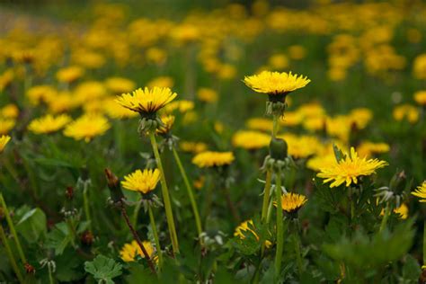 Maybe you would like to learn more about one of these? The weed that is dandy! Dandelions! - Alaska Herbal Solutions