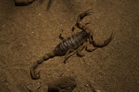 Declutter laundry rooms' entryways and closets so there are some sprays that are effective in killing scorpions, but once they get in, it is difficult to get rid of them, so calling a professional like. Top Tips on How to Get Rid of Scorpions | Killer Instinct ...