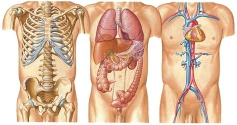 Significa che puoi usarlo e modificarlo per i tuoi progetti personali e commerciali. Corpo umano: cura e salute degli organi - Cure-Naturali.it