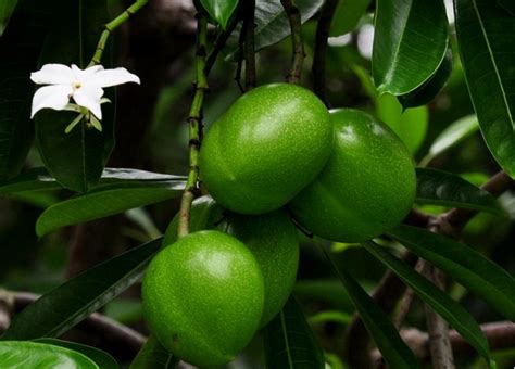 Tangkap tikus dengan menggunakan perangkap. ipohtaiping.blogspot.com: 11 Cara Menghalau Tikus dan ...