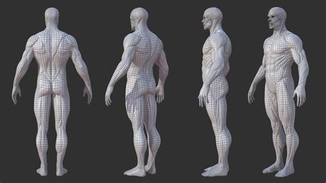 The body is the middle portion. ArtStation - Character - Male Anatomy Skin Ecorche | Resources