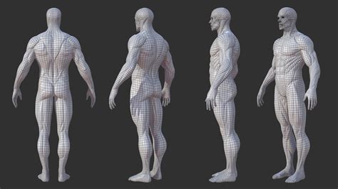 Anatomy is a branch of natural science which deals with the structural organization of living things. ArtStation - Character - Male Anatomy Skin Ecorche | Resources