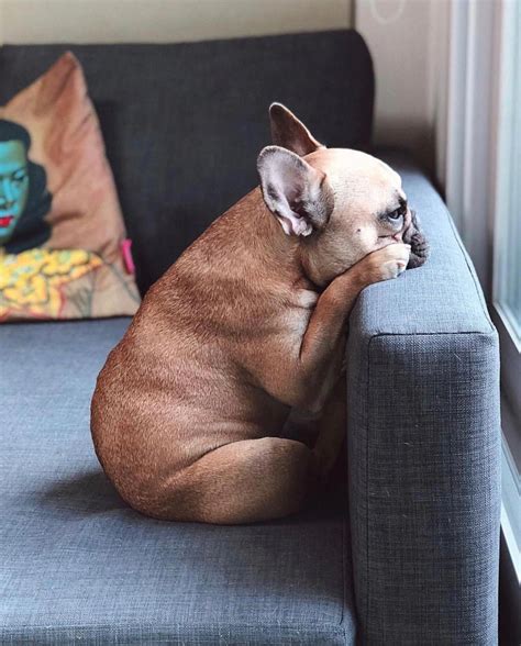 Find french bulldog in canada | visit kijiji classifieds to buy, sell, or trade almost anything! Popular for their trainability and pleased dispositions ...