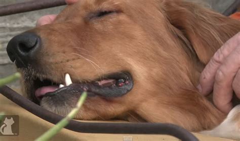 Maybe you would like to learn more about one of these? An Evil Human Abandoned This Blind Golden Retriever In A ...