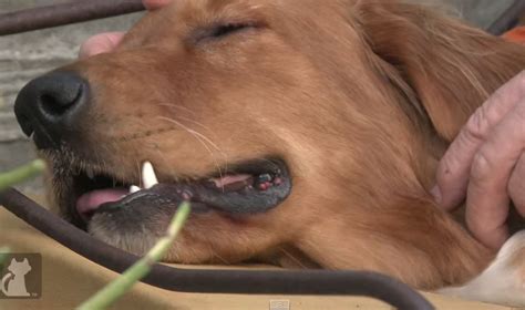 We would love to listen and share with. An Evil Human Abandoned This Blind Golden Retriever In A ...