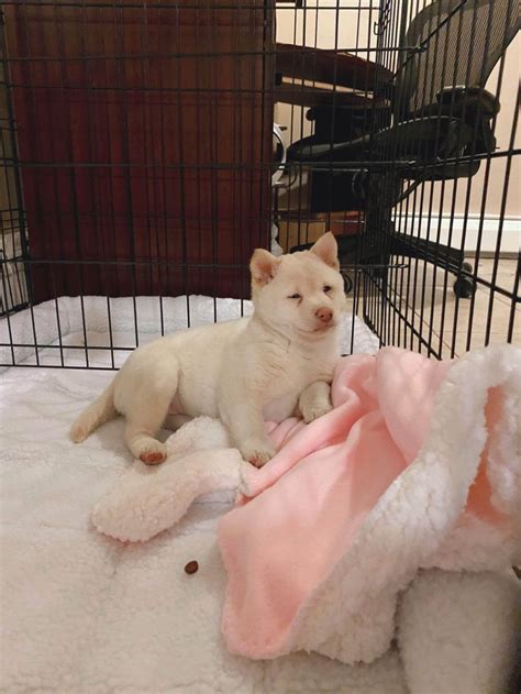 Soon he will be joined by edge, a female shiba inu puppy at nearly 8 weeks. My Shibe Mochi at 8 weeks old! #shiba #shibainupuppy # ...