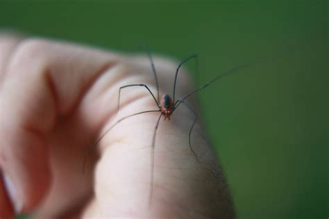 It turns out that the bee on the forelimbs has special baskets in which it deposits pollen. Daddy Long Legs | Yes, that's what this insect is called ...