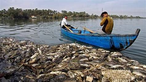 Kejadian berlaku berdekatan rumah aku. Misterius! Ribuan Ikan Mas Mati di Sungai Eufrat di Irak ...