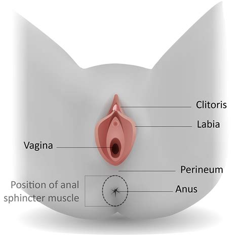 Check spelling or type a new query. Perineal tears during childbirth