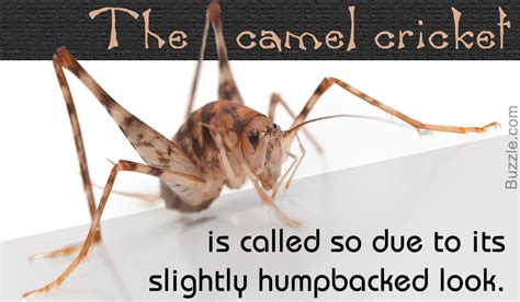 A camel spider is an arachnid in the order solifugae, which means those who flee from the sun. (image credit: Insanely Interesting Facts About the Camel Cricket ...