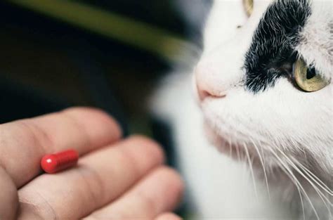 Tak hanya kucing saja, vitamin ini juga sesuai untuk diberikan kepada anjing namun dengan dosis yang berbeda. Review 10 Rekomendasi Vitamin Terbaik Untuk Kucing ...