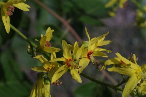 The farmer was right, though, and it was that night the weather turned. Koelreuteria paniculata (golden rain tree) | Golden rain ...