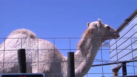 He's also brought in a quwati raccoon from south america and has plans to add alligators and. Woman bites camel's testicles to free herself at truck ...